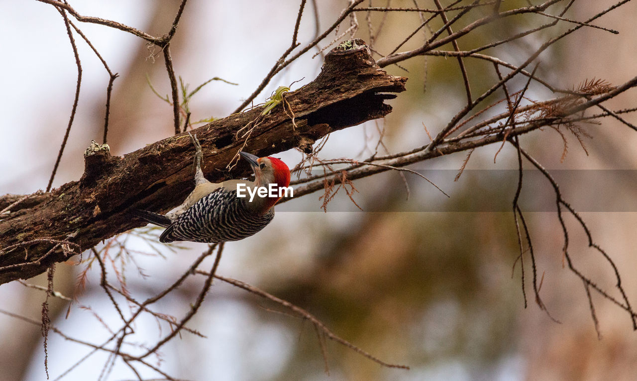 Red-bellied woodpecker melanerpes carolinus pecks at a tree in naples, florida