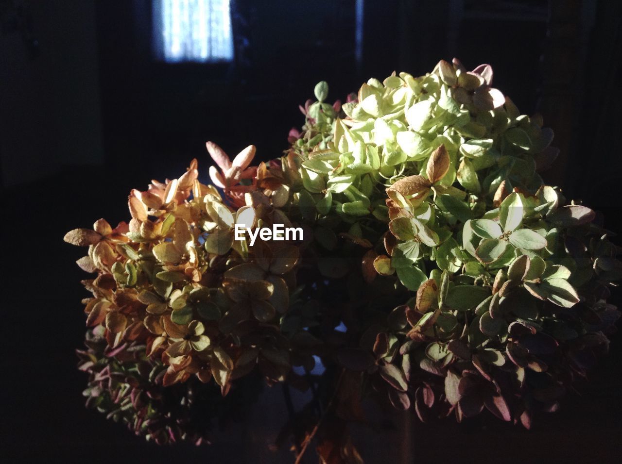 CLOSE-UP OF FLOWERS GROWING ON PLANT