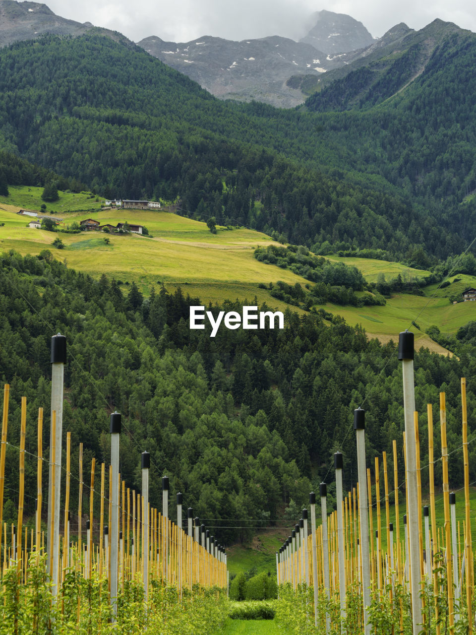 SCENIC VIEW OF AGRICULTURAL FIELD AND MOUNTAINS