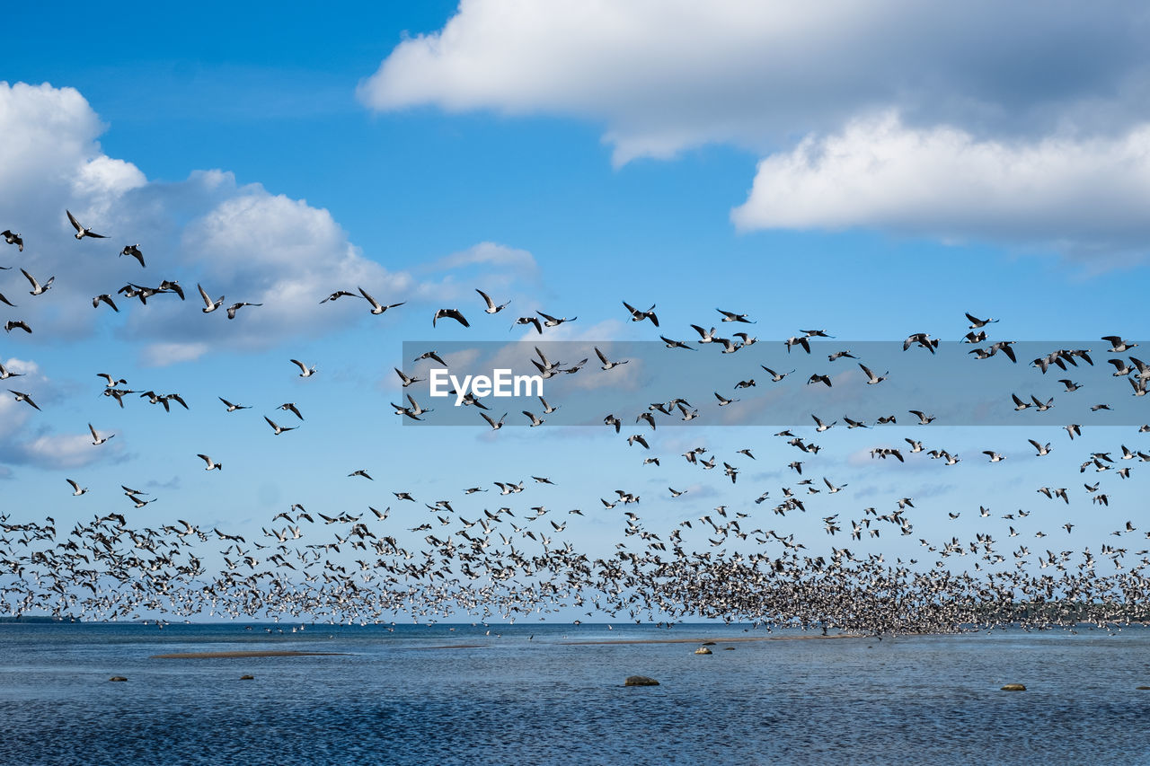 Huge duck flocks forming during bird migration season in northern europe.