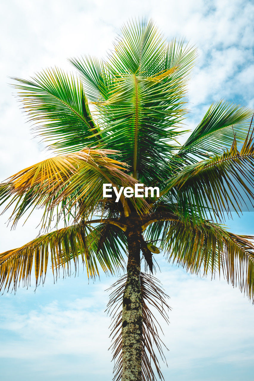 Close up palm tree on the beach of santos, brazil.
