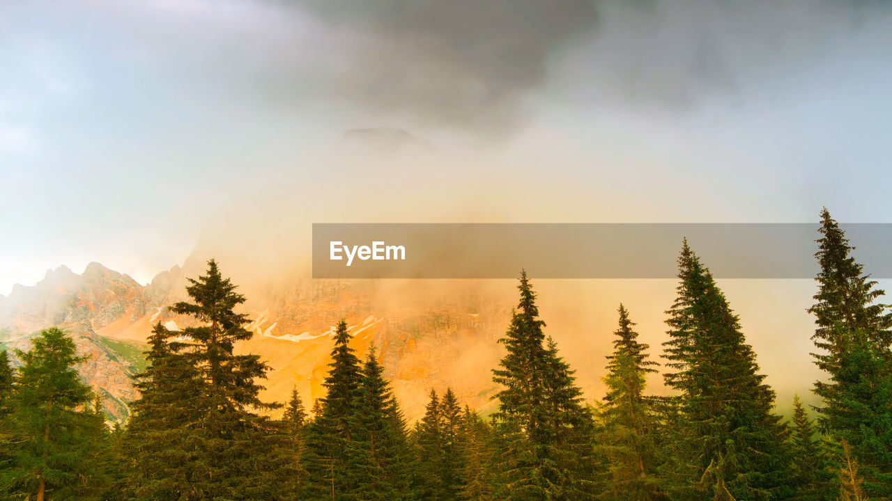 low angle view of pine trees against sky during sunset