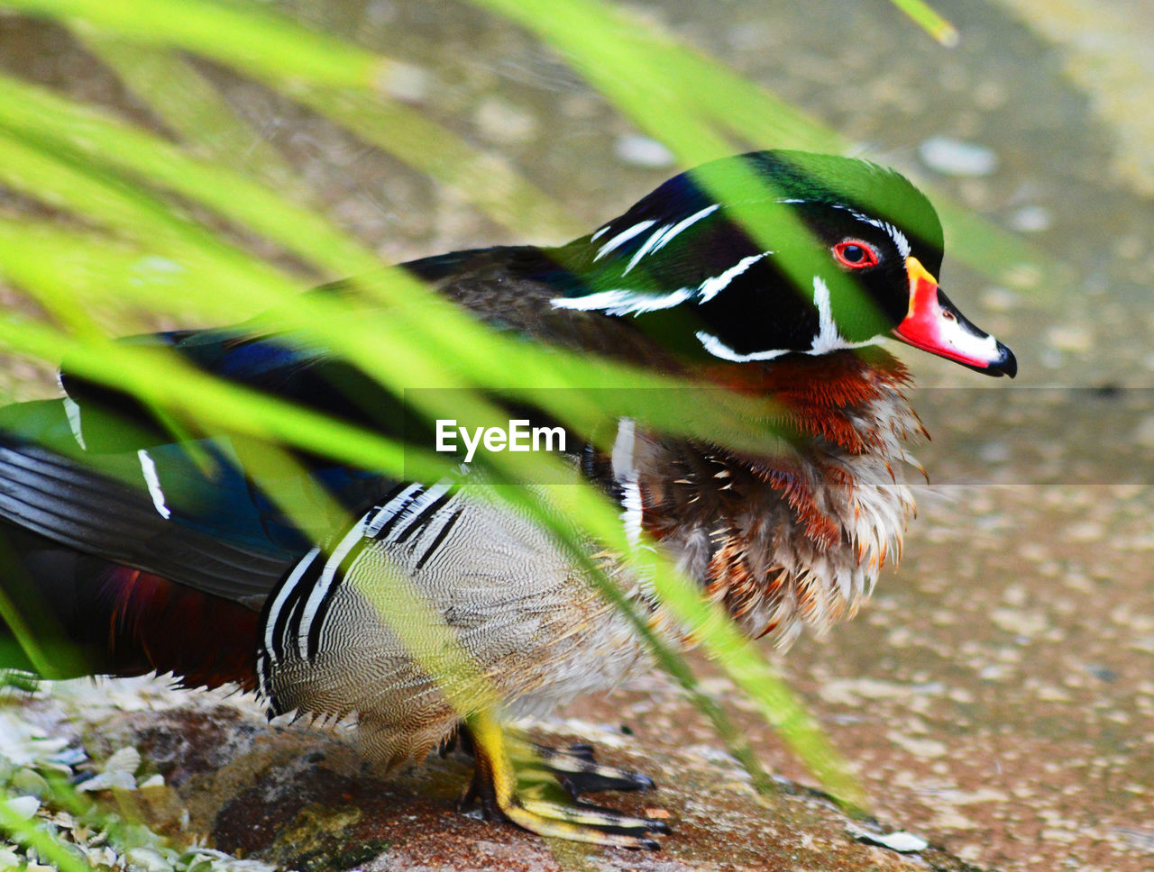 CLOSE-UP OF DUCK