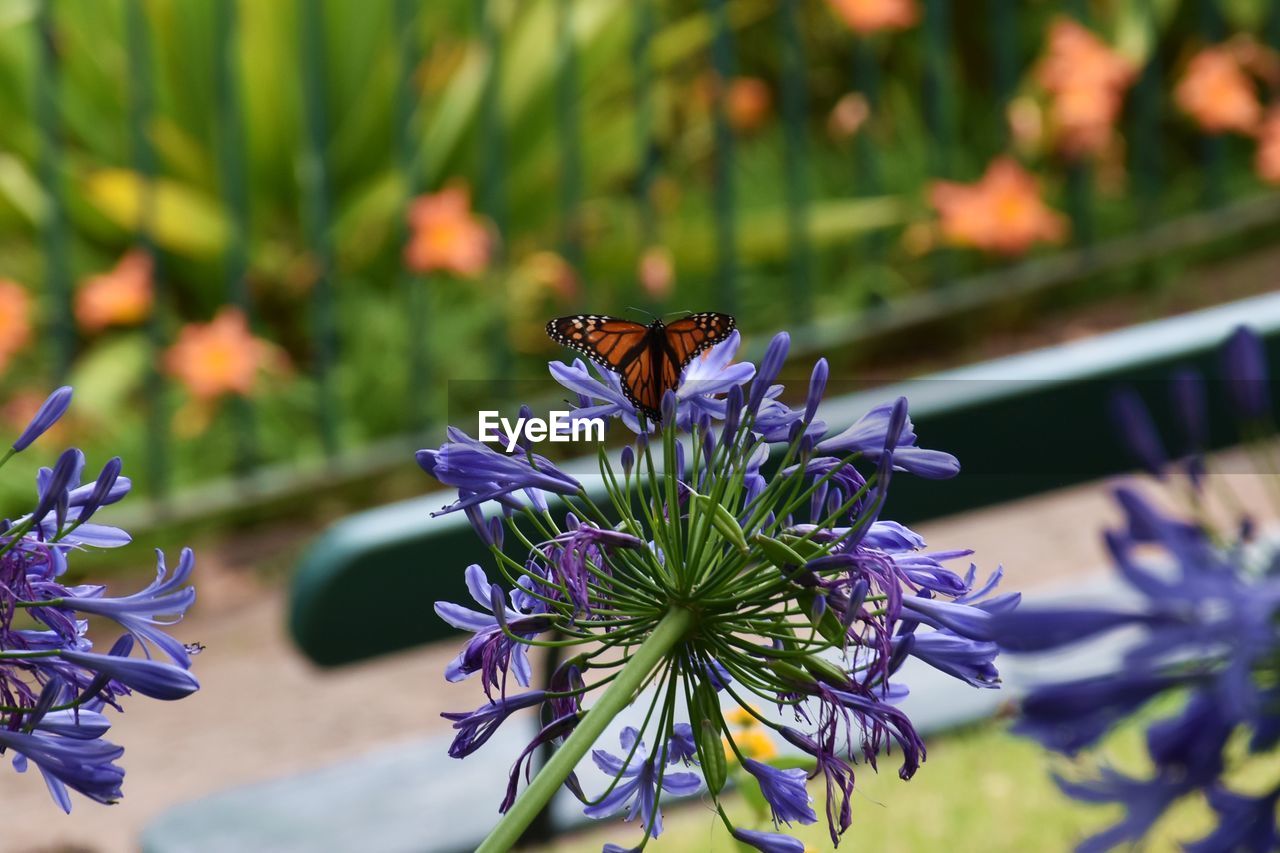 CLOSE-UP OF BUTTERFLY POLLINATING ON FLOWER