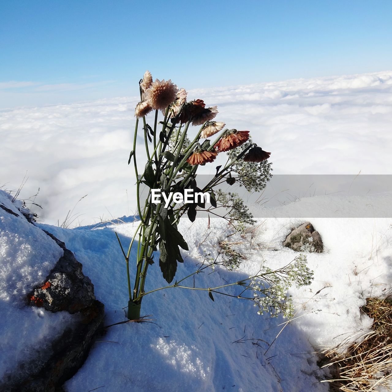 Plant by sea against sky during winter