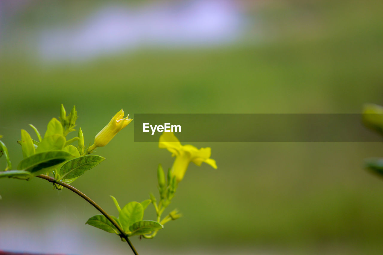 Close-up of yellow flowering plant