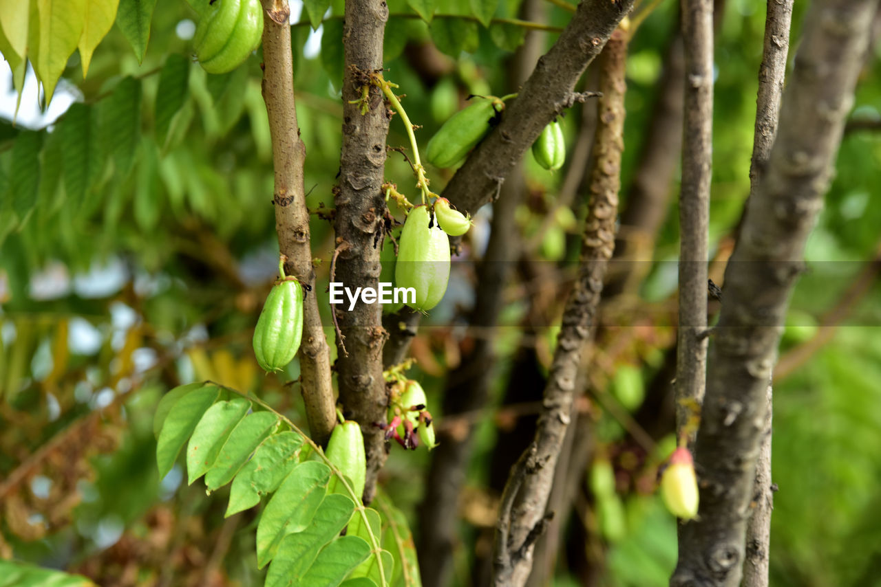 CLOSE-UP OF A PLANT