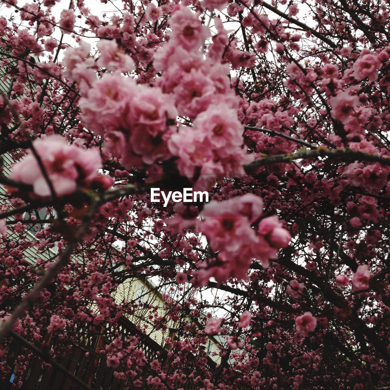 LOW ANGLE VIEW OF FLOWER TREE