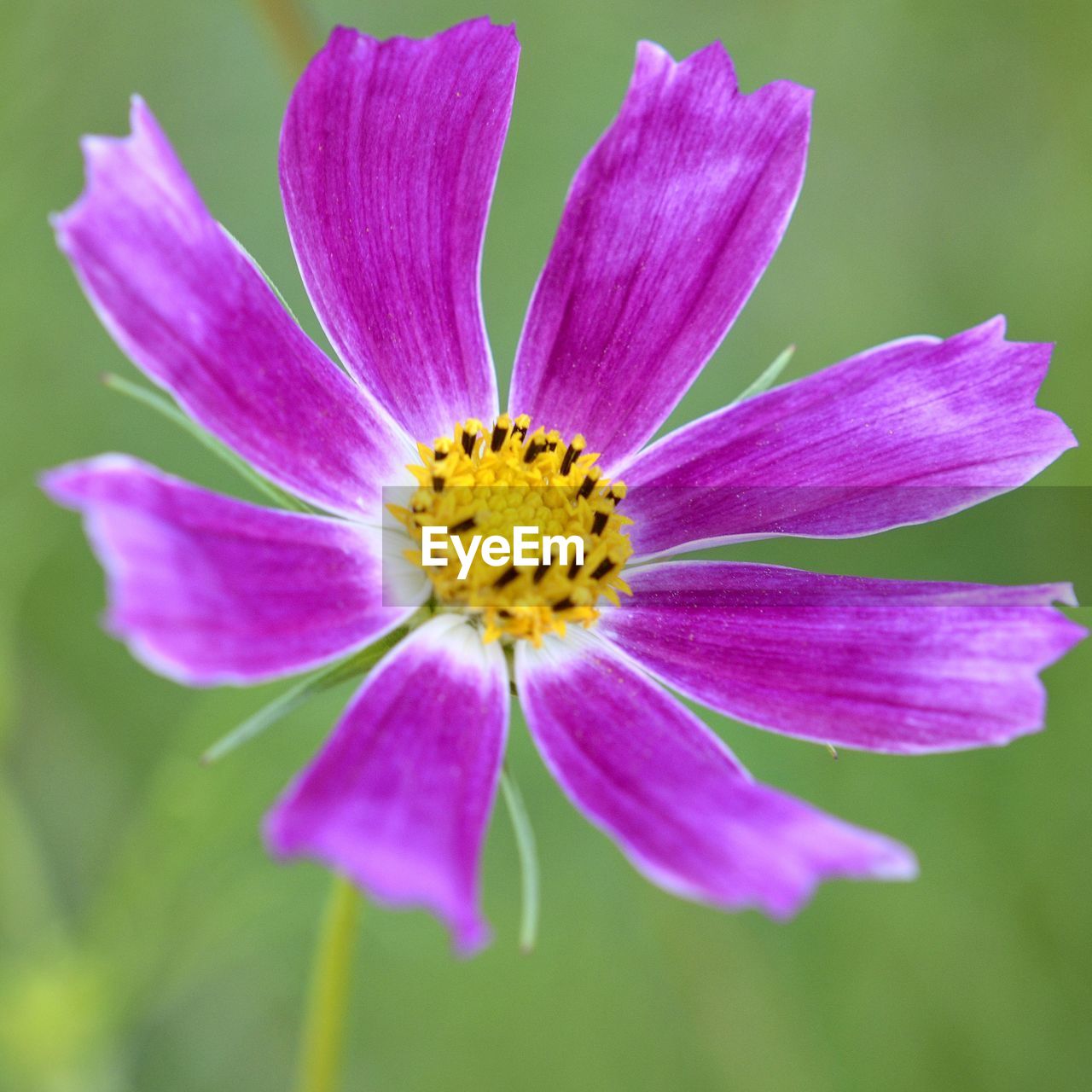 CLOSE-UP OF PURPLE AND PINK FLOWER