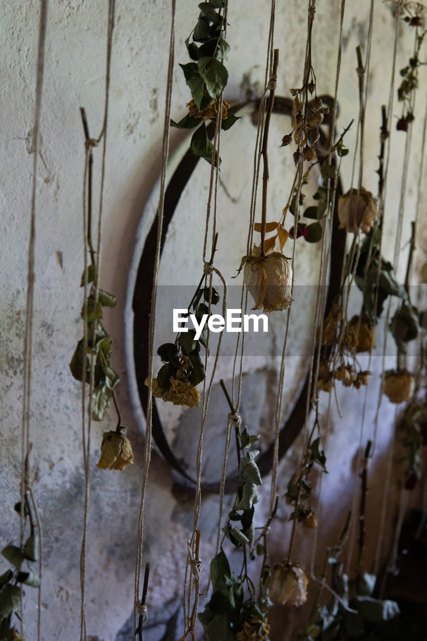 CLOSE-UP OF DRY PLANTS HANGING ON WALL