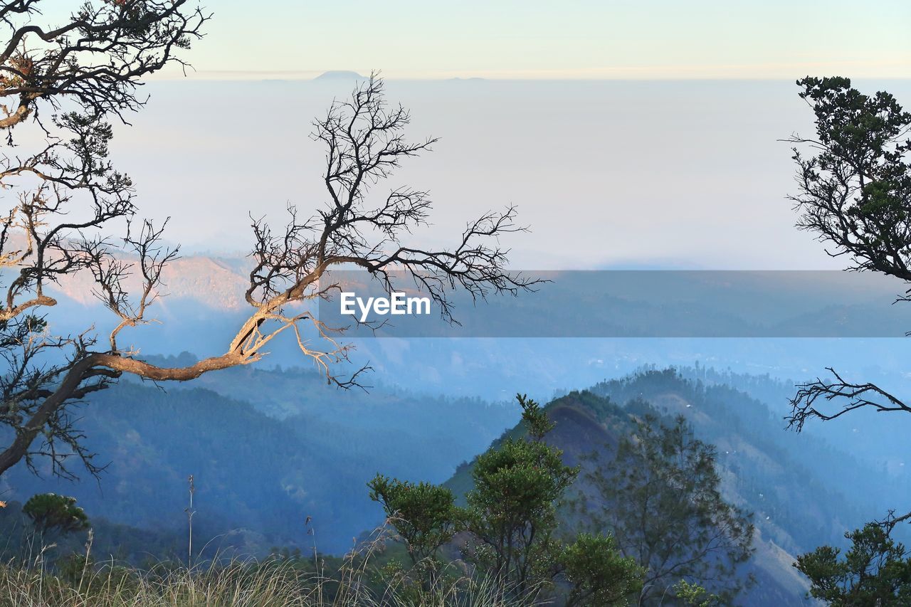 TREES AND MOUNTAINS AGAINST SKY