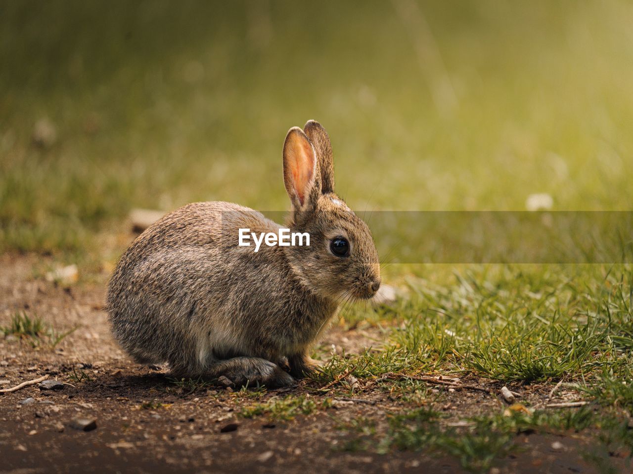 Close-up of rabbit on field