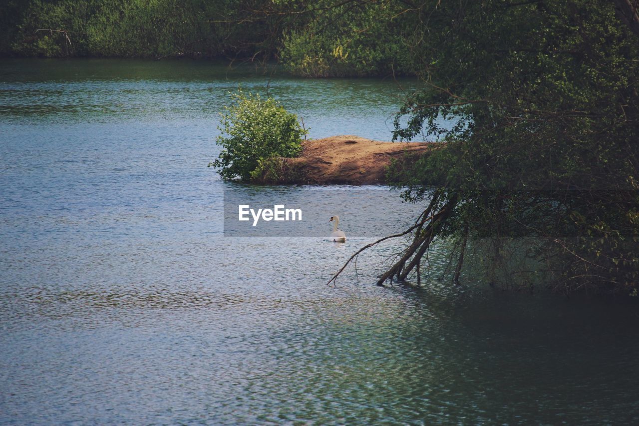 Swan swimming by tree on lake