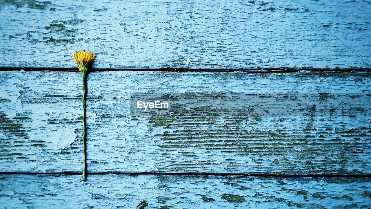 High angle view of flower on hardwood floor