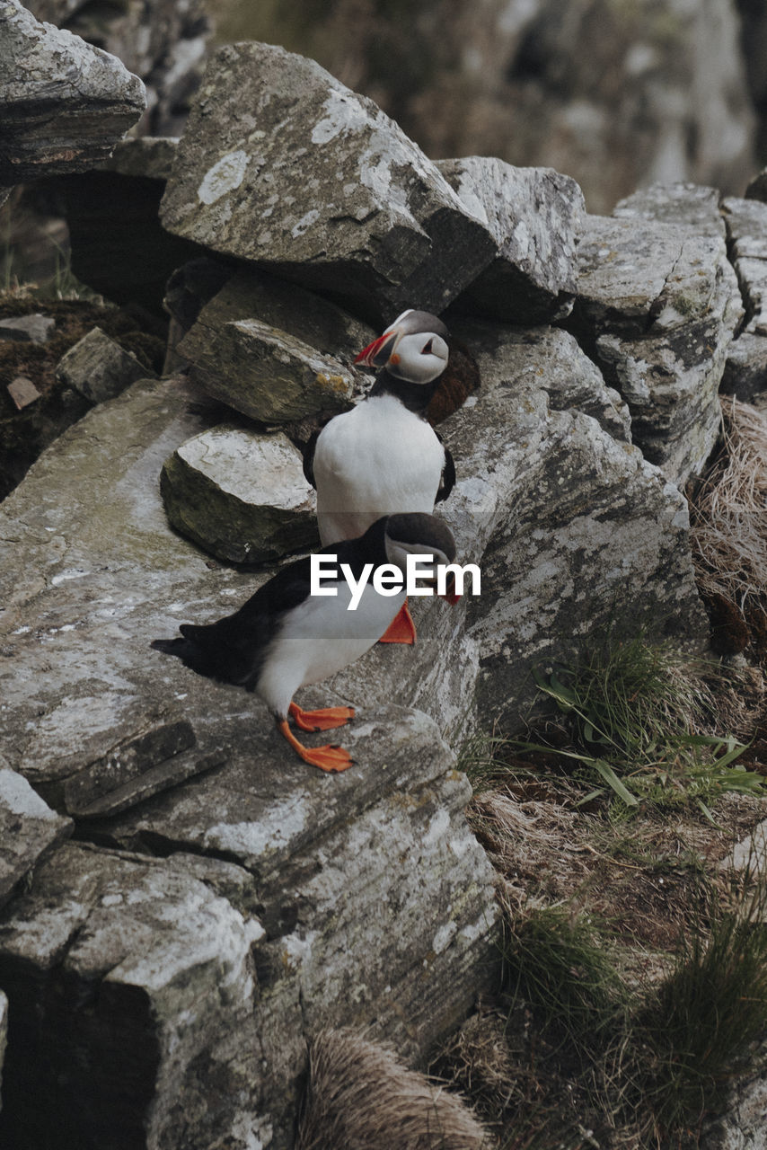 High angle view of bird on rock