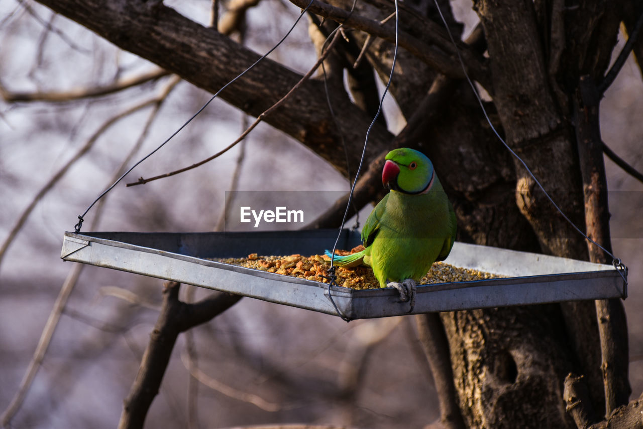 Parrot on metal plate hanging from tree