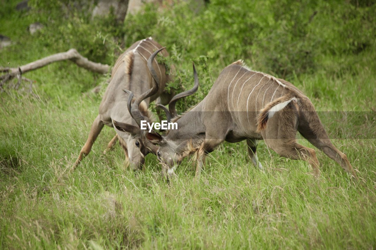 Kudus fighting on grassy field