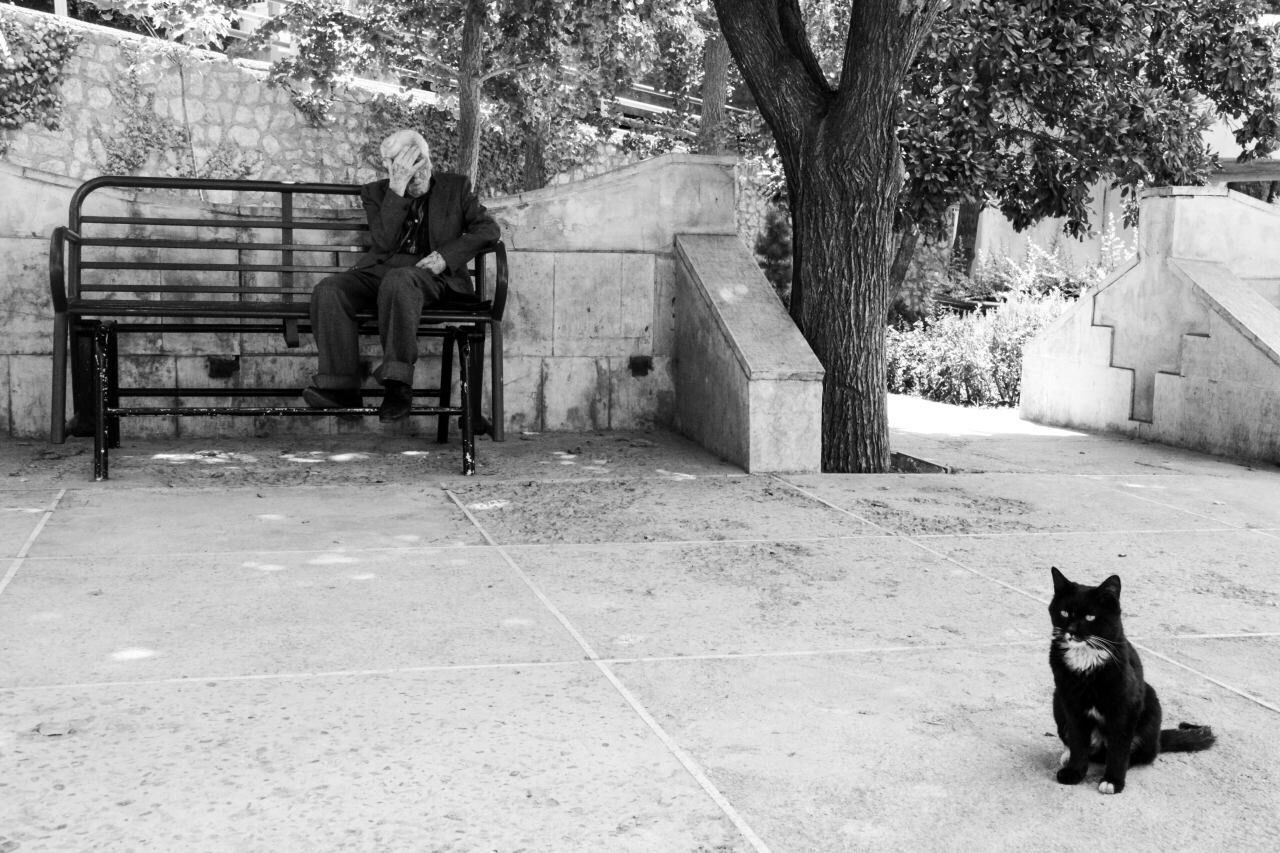 REAR VIEW OF DOG SITTING ON GROUND