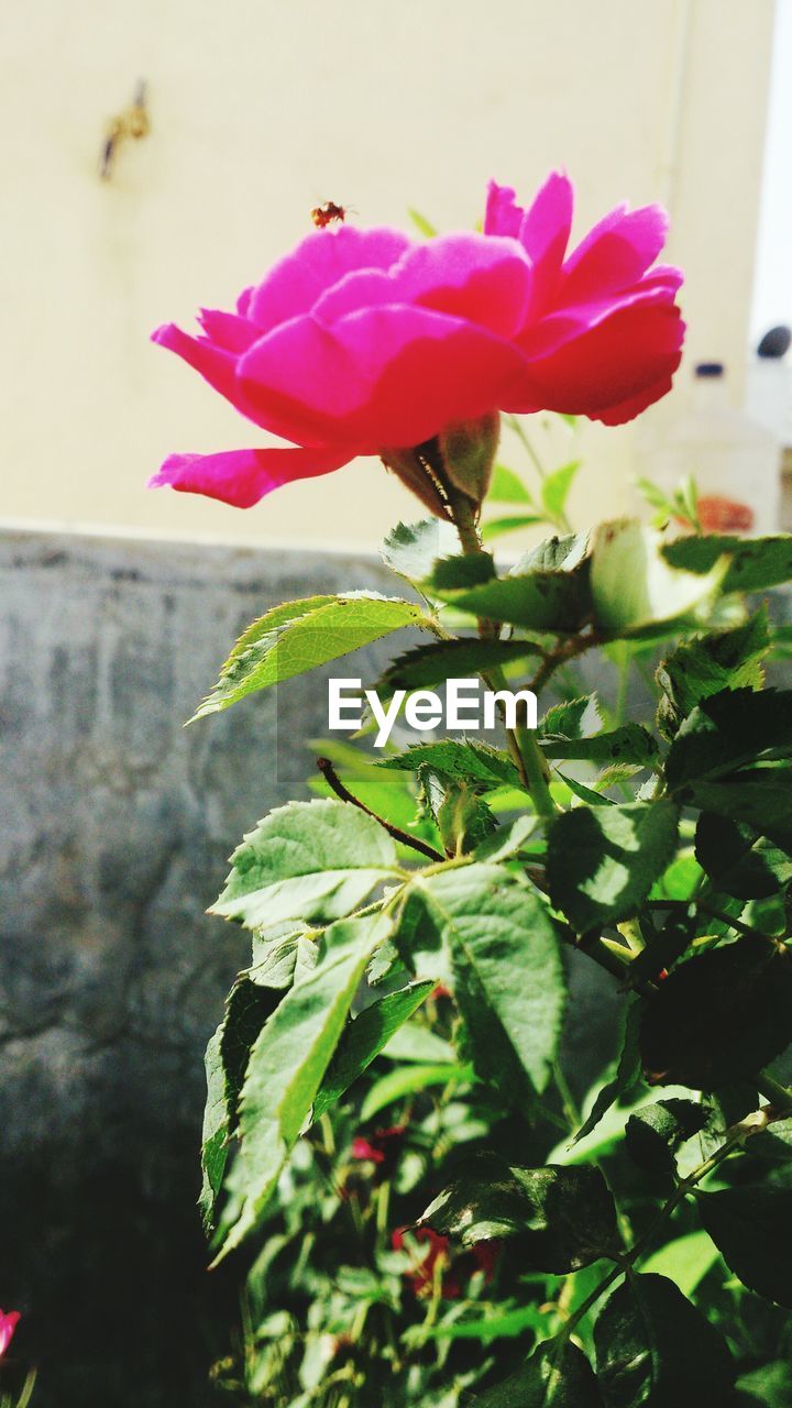 Pink flower blooming in backyard