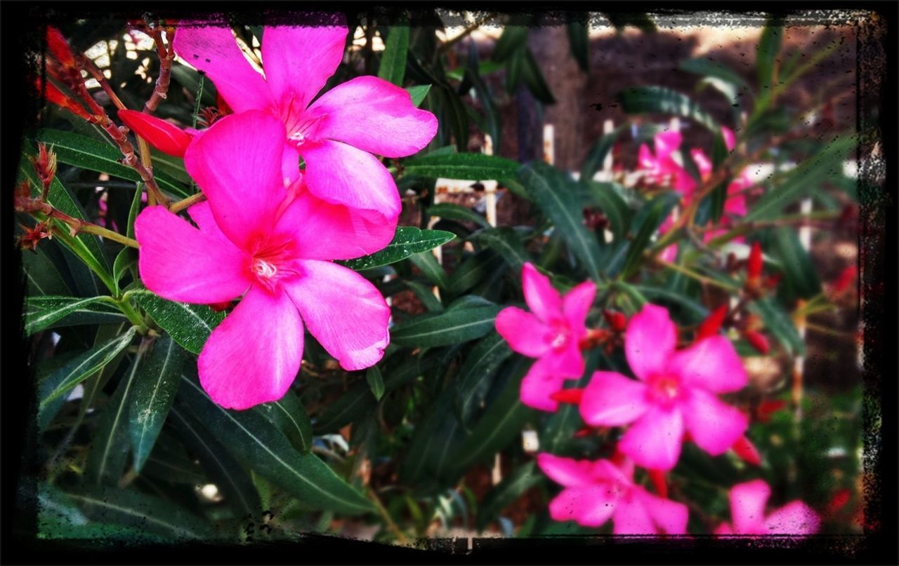 CLOSE-UP OF PINK FLOWERS BLOOMING IN GARDEN