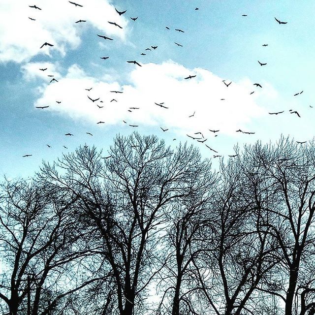 LOW ANGLE VIEW OF BIRDS FLYING OVER BARE TREES