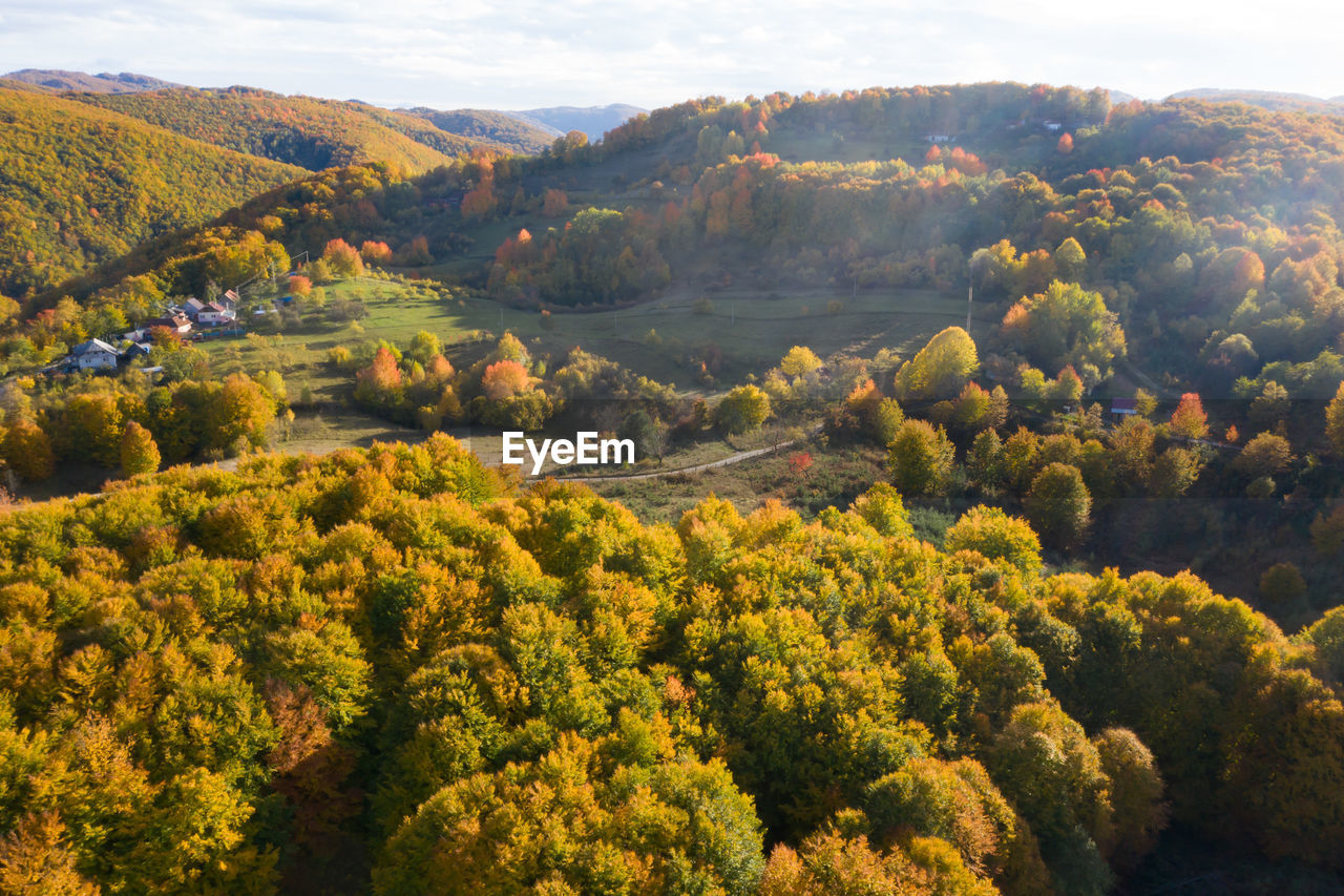 HIGH ANGLE VIEW OF TREES ON LANDSCAPE