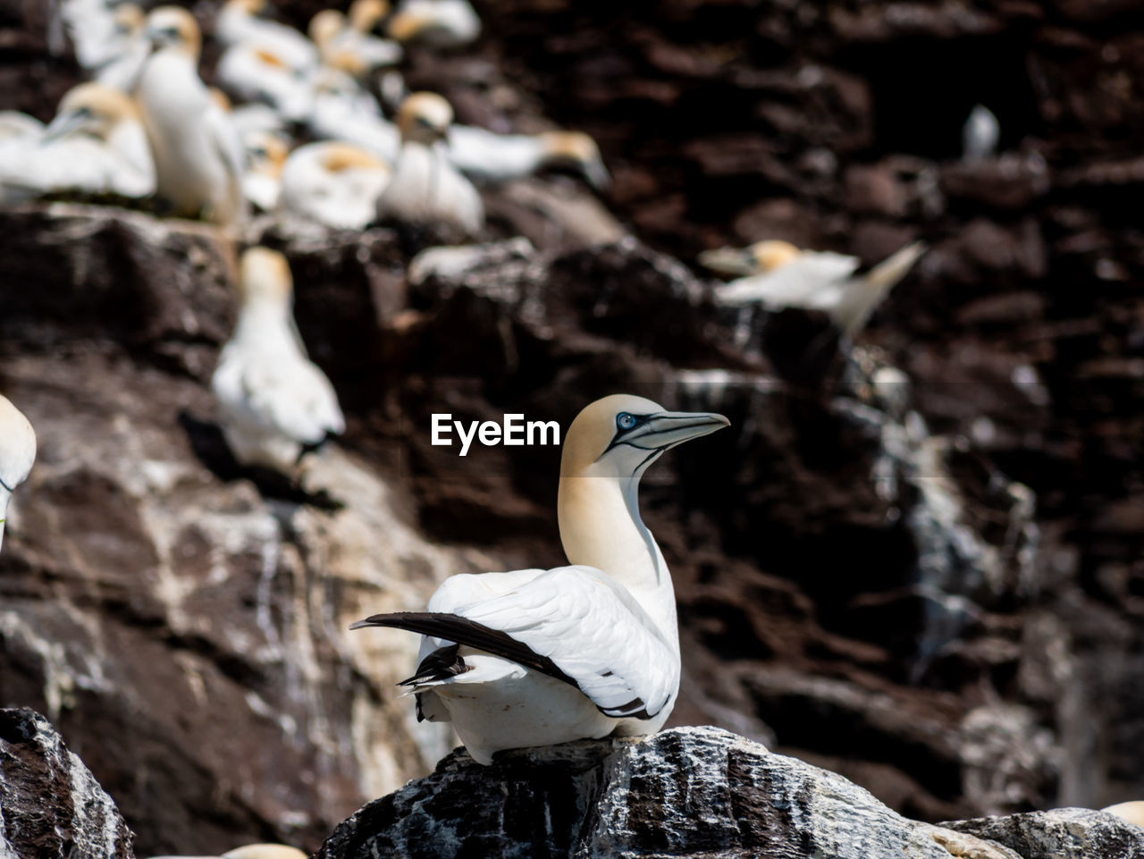 Close-up of a bird on rock