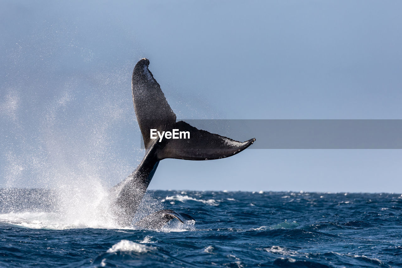 Humpback whale swimming in sea