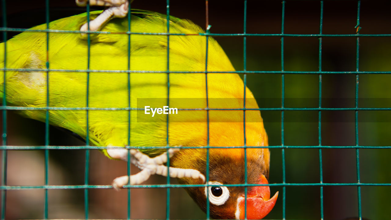 Close-up of a bird in cage