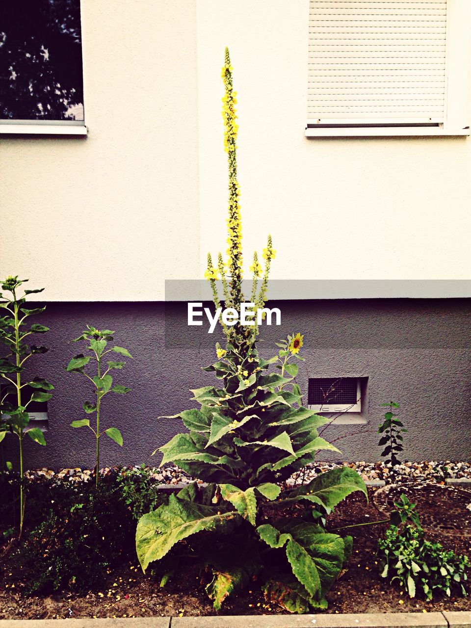 Plant in flower bed