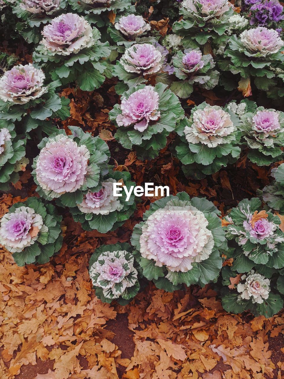 CLOSE-UP OF PINK FLOWERING PLANTS