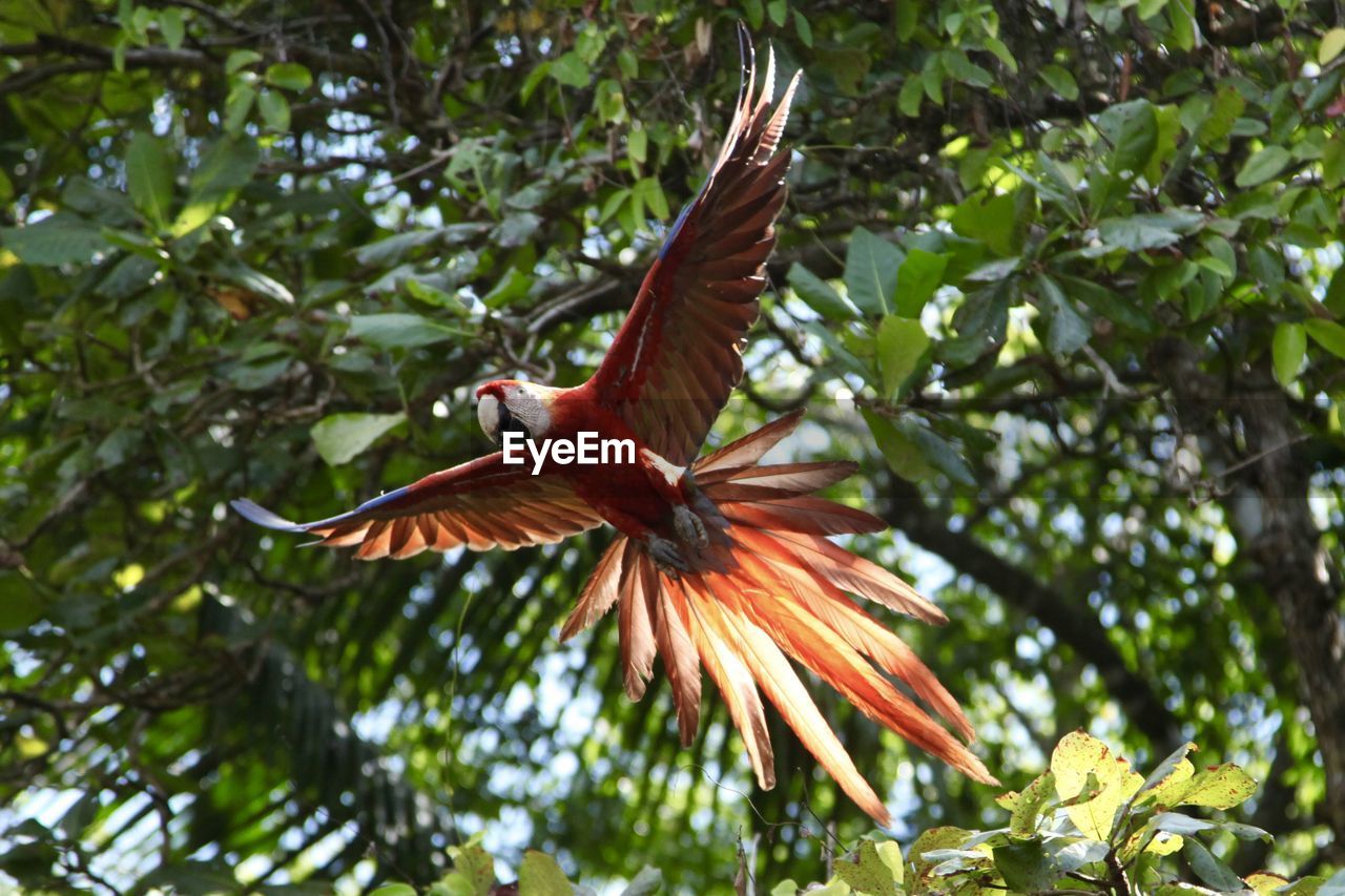 Low angle view of scarlet macaw flying against trees