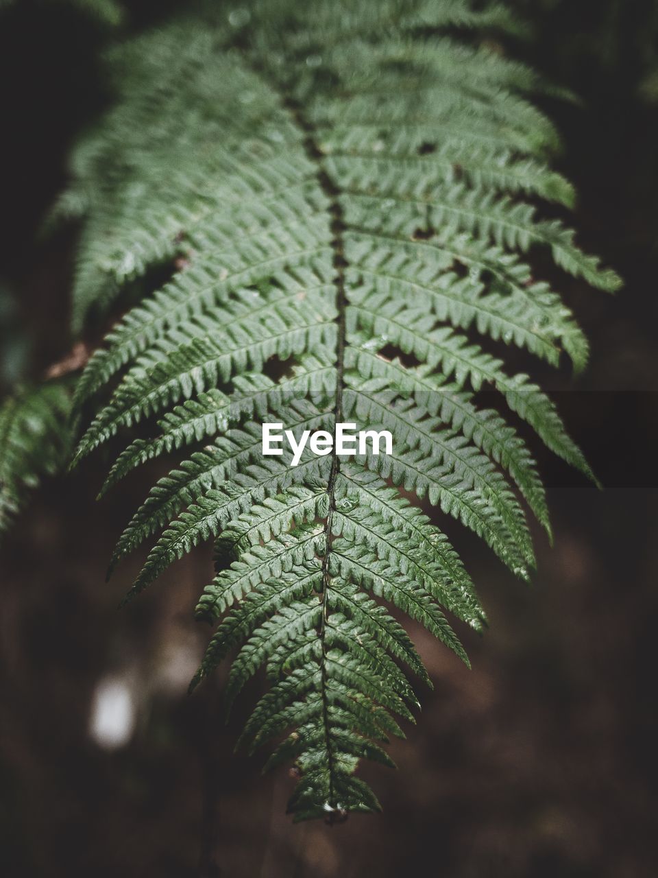 Close-up of fern leaves