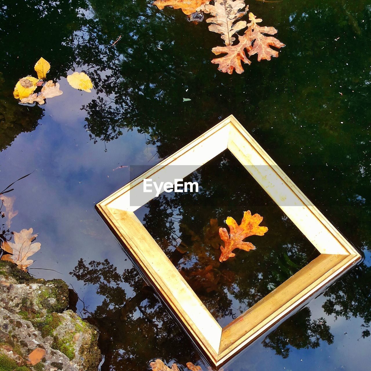 Close-up of autumn leaves against sky