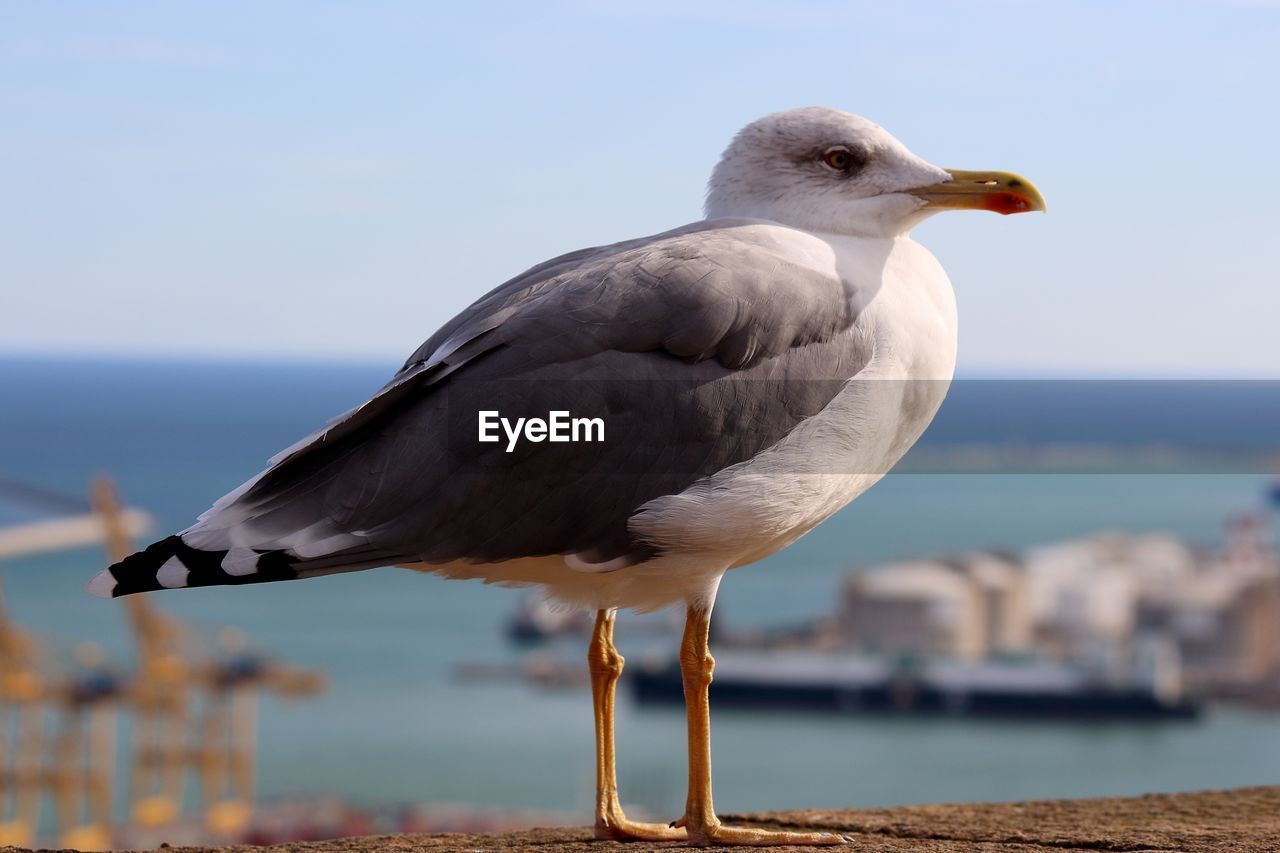 Seagull perching on a sea