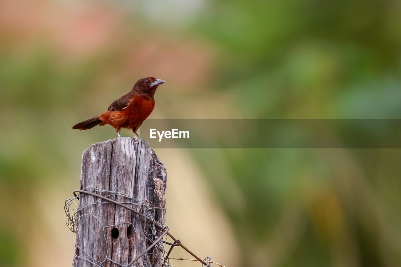 Close-up of silver-beaked tanager perching on branch, defocused background