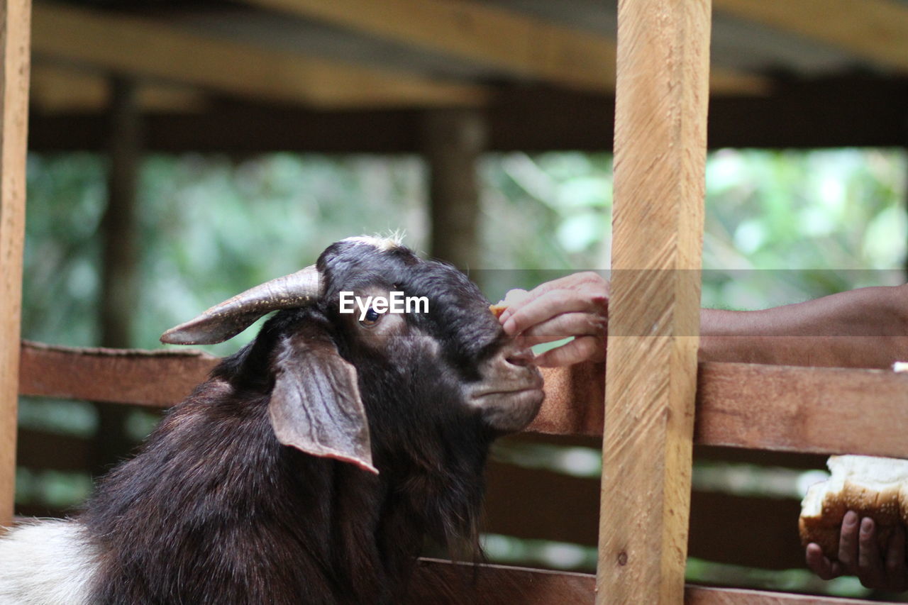 CLOSE-UP OF HAND EATING OUTDOORS