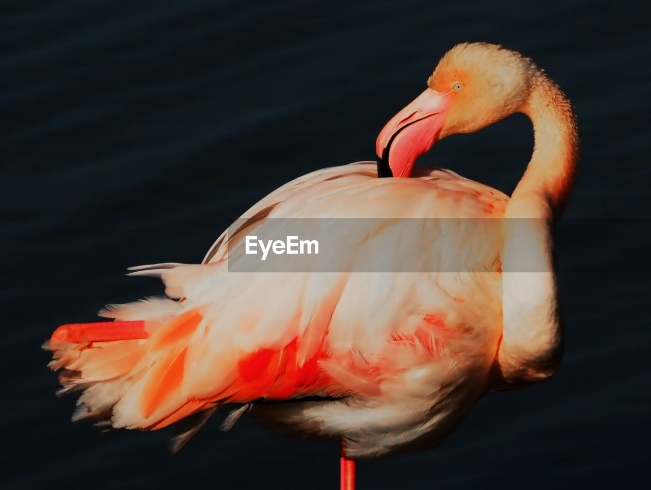 CLOSE-UP OF A BIRD IN WATER