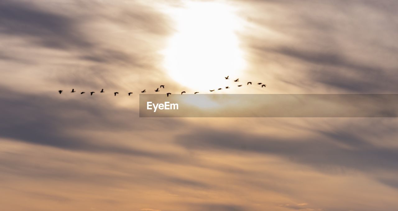 LOW ANGLE VIEW OF BIRDS FLYING