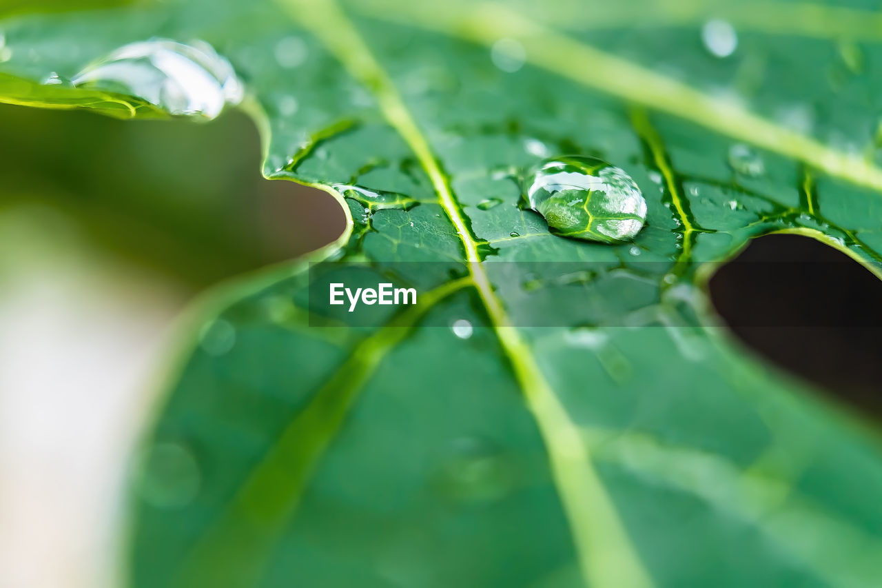 CLOSE-UP OF WATER DROPS ON LEAVES