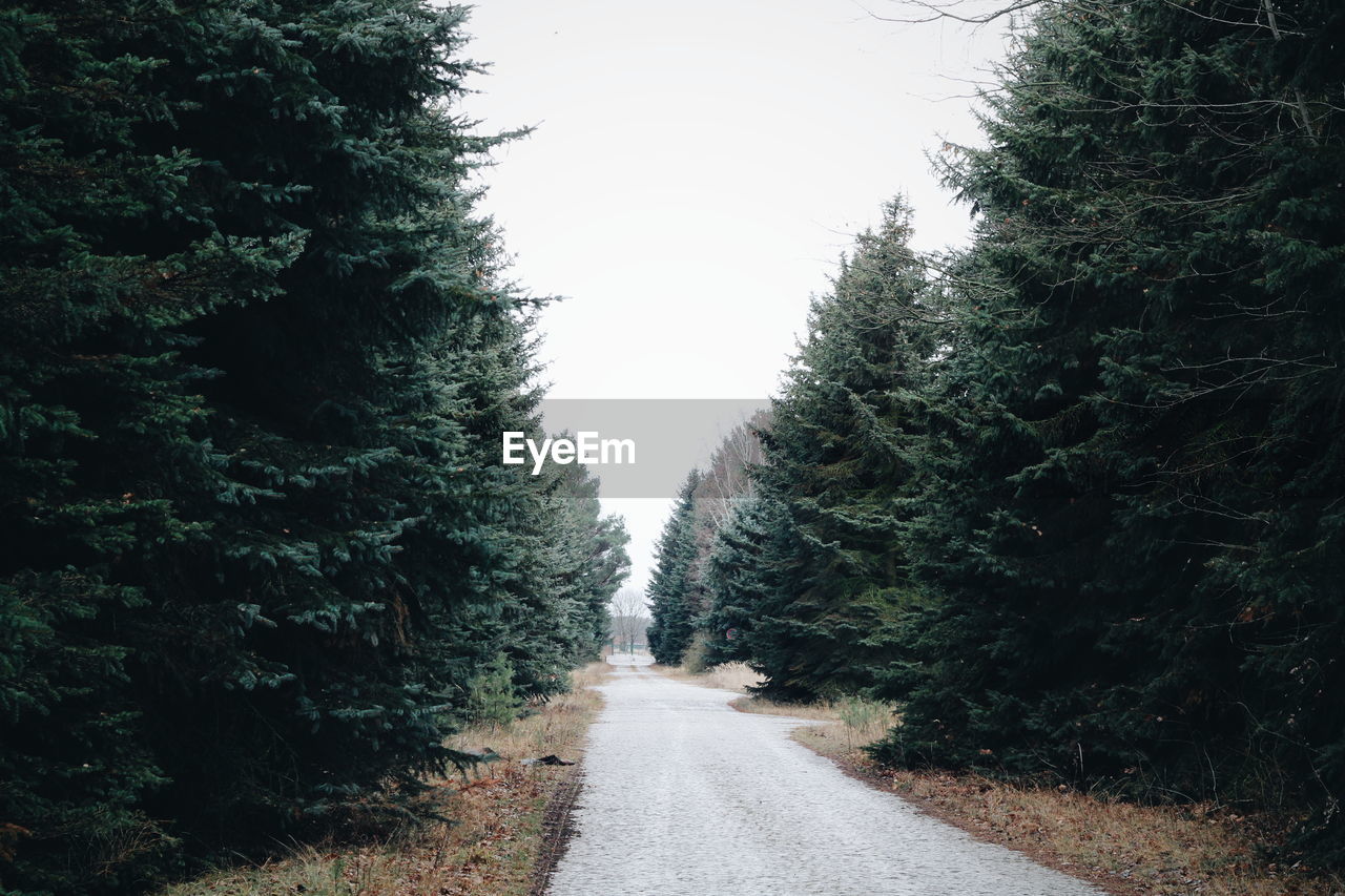 Empty road amidst trees in forest against clear sky