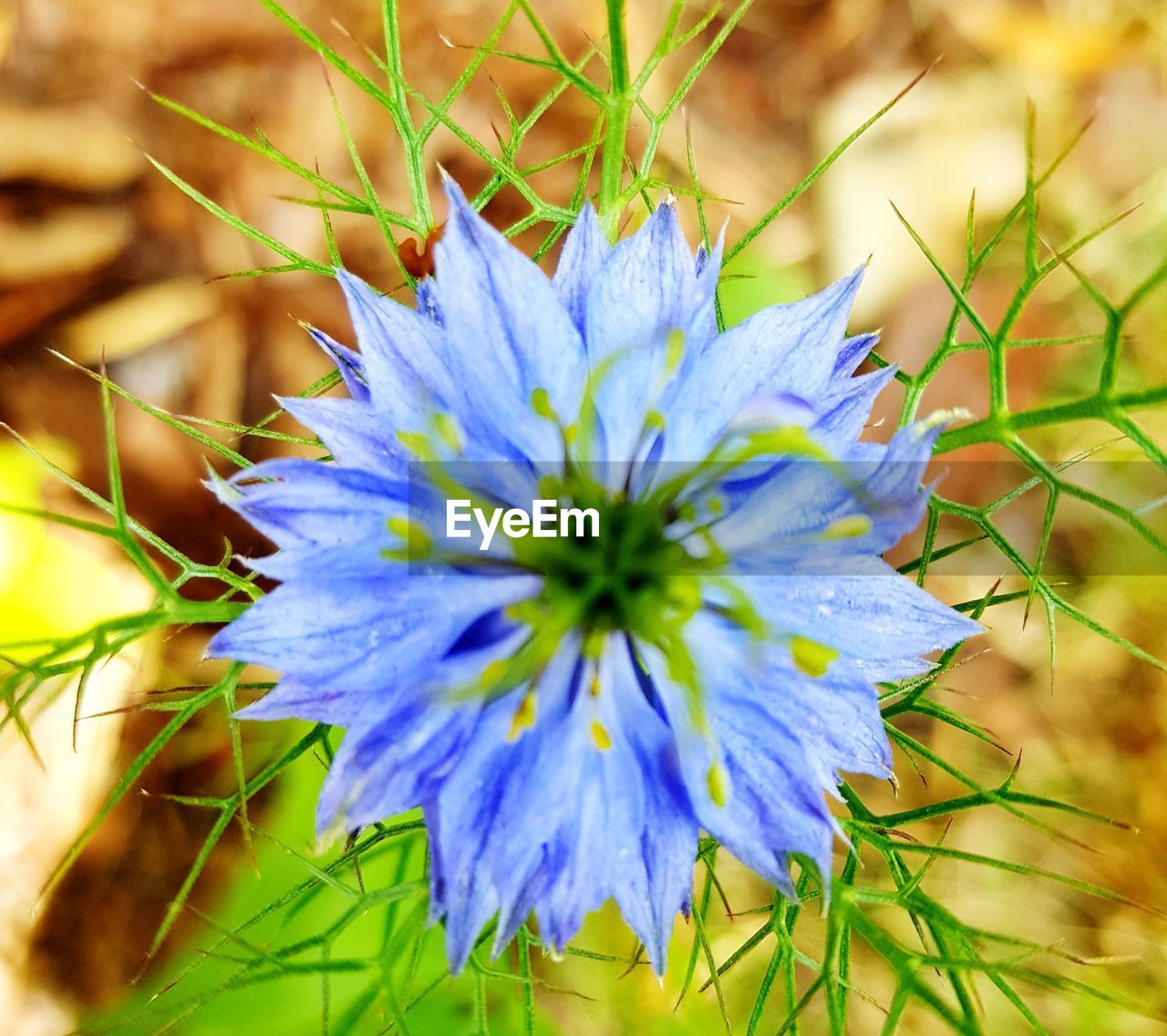CLOSE-UP OF BLUE FLOWER