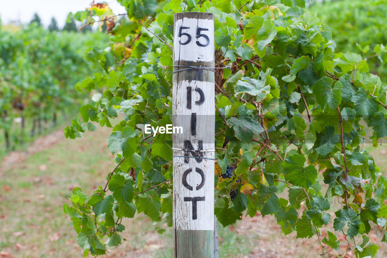 CLOSE-UP OF INFORMATION SIGN ON PLANT