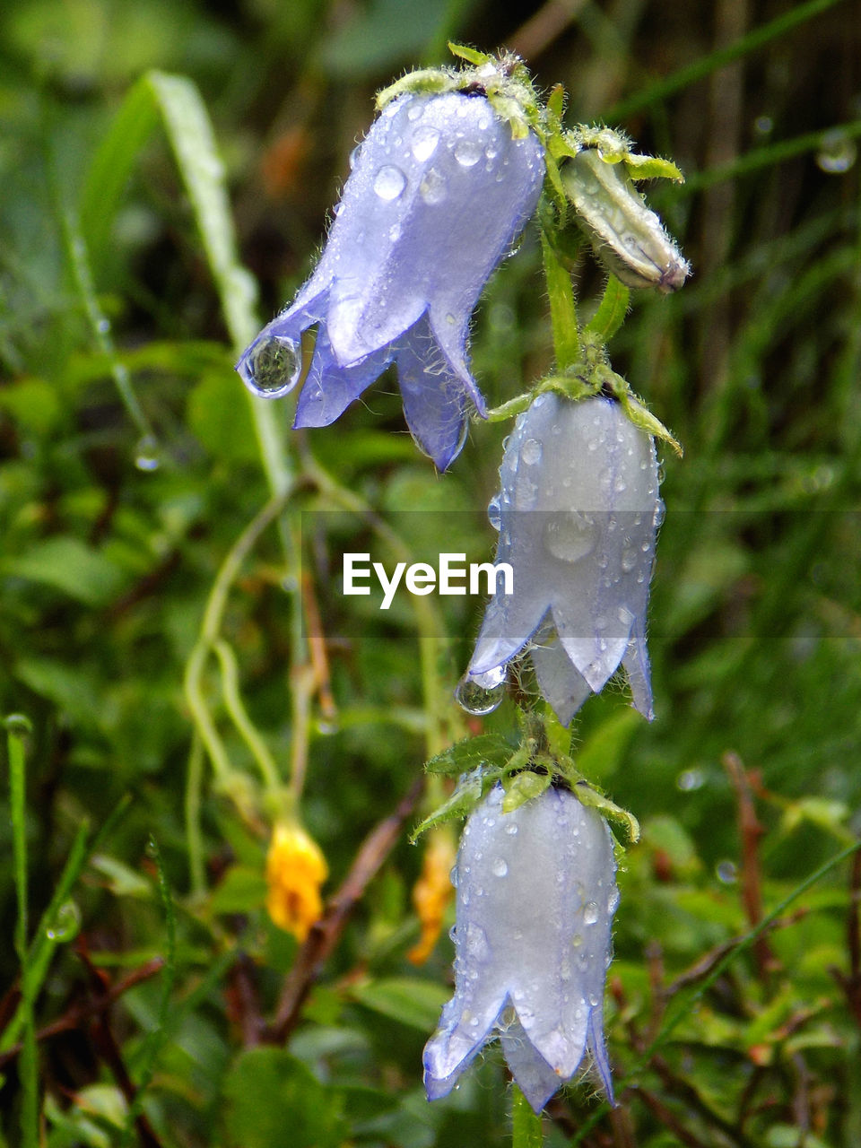 CLOSE-UP OF WET FLOWER IN SNOW