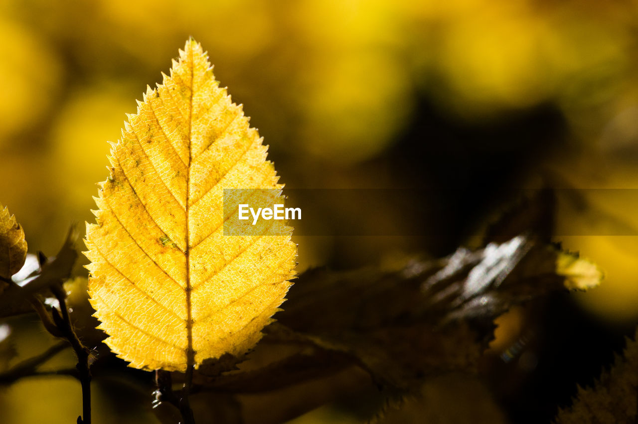 Close-up of autumn leaf against blurred background
