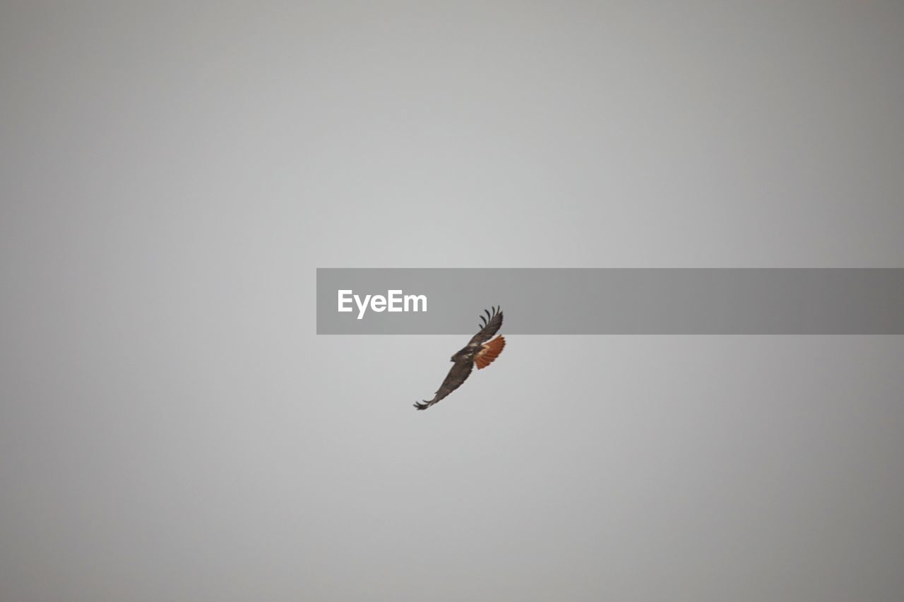 LOW ANGLE VIEW OF BIRD FLYING AGAINST CLEAR SKY