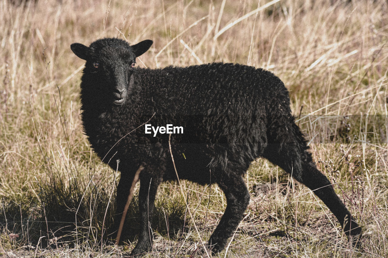 Black sheep starting at the photographer 