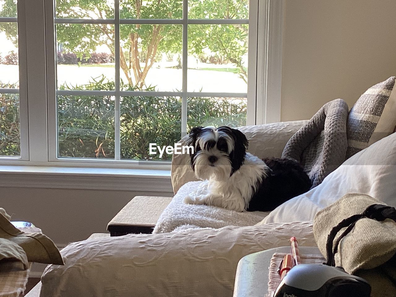 one animal, canine, dog, pet, domestic animals, mammal, animal themes, animal, window, furniture, indoors, domestic room, home interior, relaxation, day, sofa, domestic life, lap dog, lifestyles, no people, comfortable, living room, sitting, pillow, bed, lying down, room