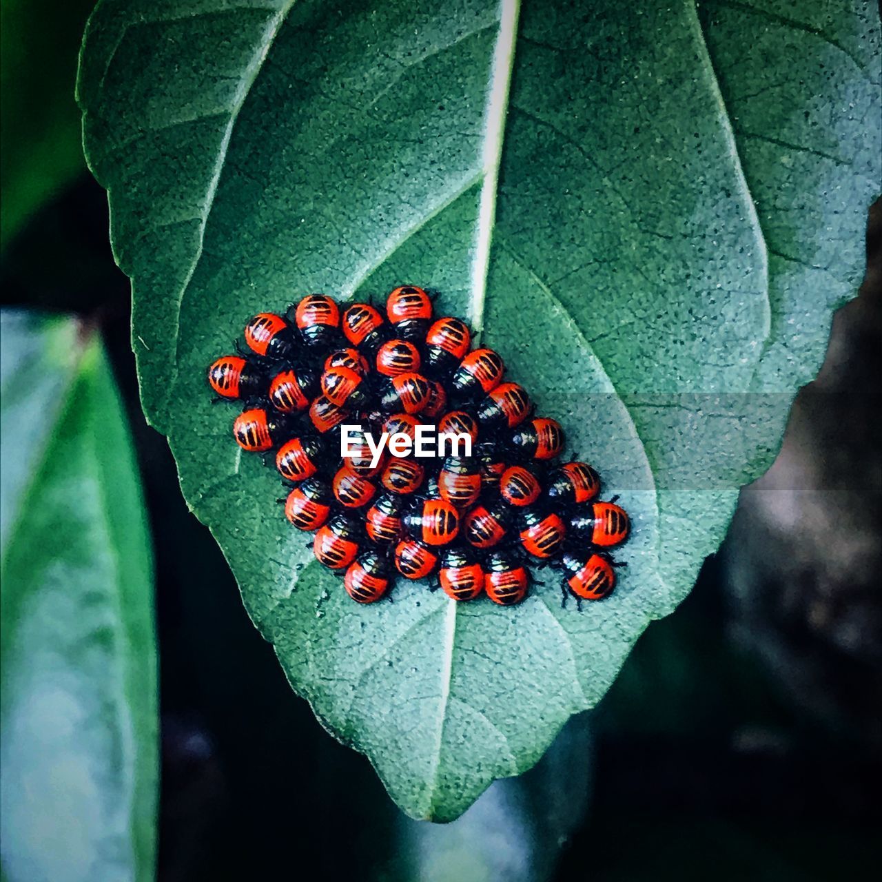 HIGH ANGLE VIEW OF RED BERRIES ON PLANT