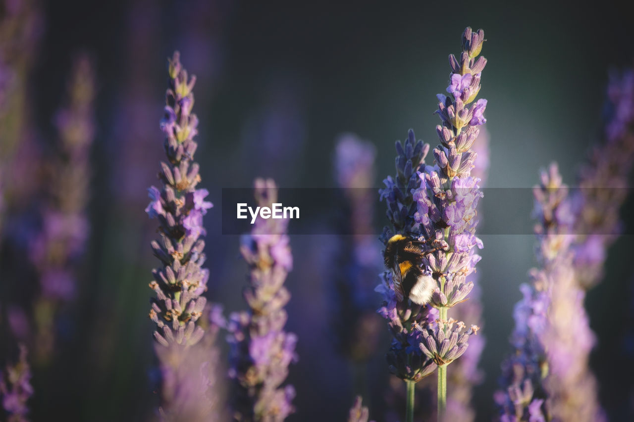 Bumblebee on lavender flower